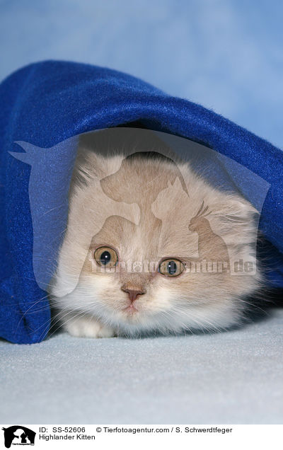 Highlander Kitten / SS-52606