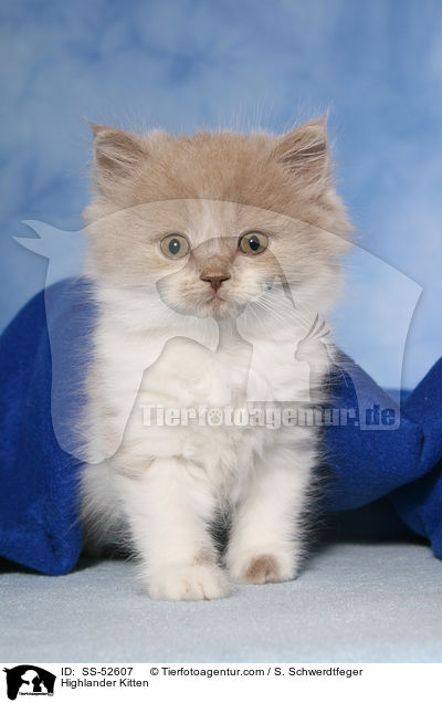 Highlander Kitten / SS-52607