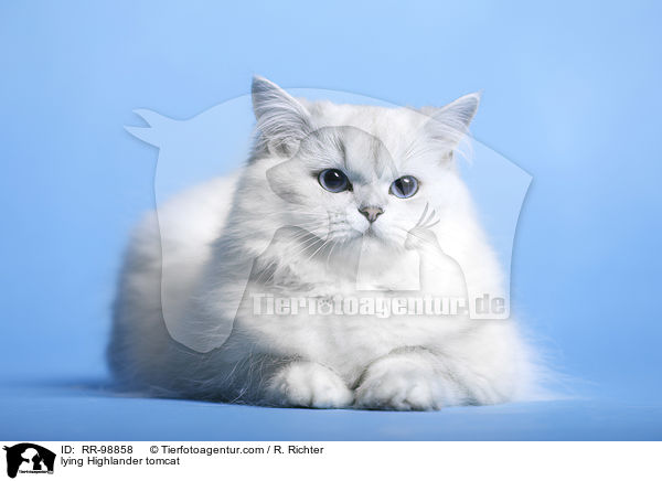 liegender Highlander Kater / lying Highlander tomcat / RR-98858