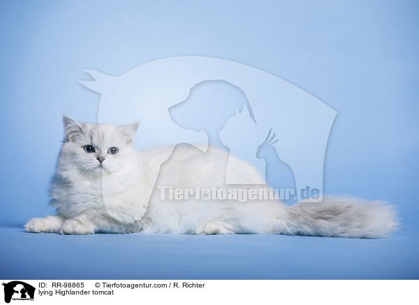 liegender Highlander Kater / lying Highlander tomcat / RR-98865