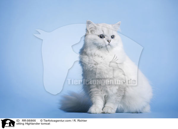 sitzender Highlander Kater / sitting Highlander tomcat / RR-98866