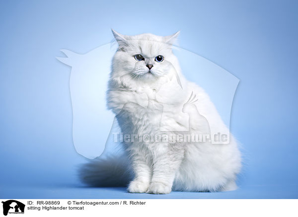 sitzender Highlander Kater / sitting Highlander tomcat / RR-98869