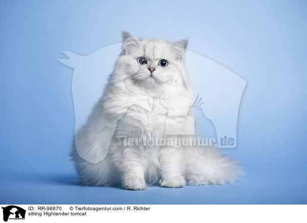 sitting Highlander tomcat / RR-98870