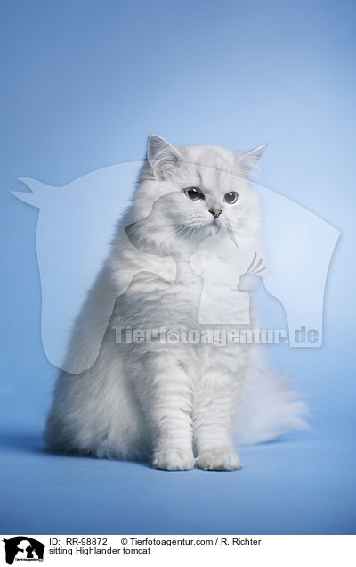 sitting Highlander tomcat / RR-98872