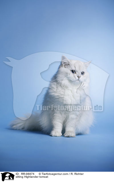 sitzender Highlander Kater / sitting Highlander tomcat / RR-98874