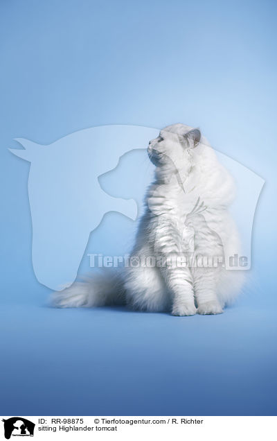 sitting Highlander tomcat / RR-98875