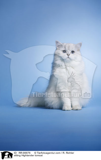 sitting Highlander tomcat / RR-98876