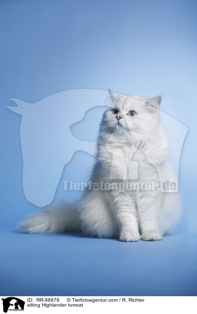 sitting Highlander tomcat / RR-98878