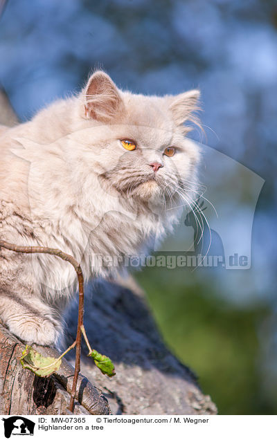 Highlander on a tree / MW-07365