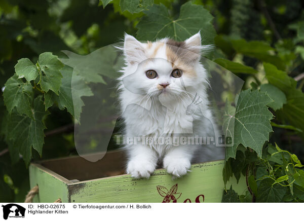 Highlander Kitten / HBO-02675