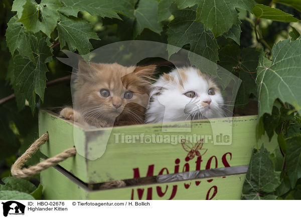 Highlander Kitten / HBO-02676