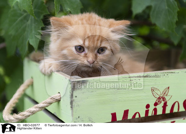 Highlander Ktzchen / Highlander Kitten / HBO-02677