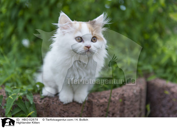 Highlander Kitten / HBO-02678