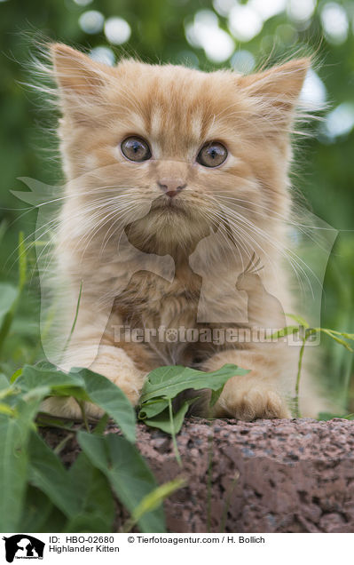 Highlander Kitten / HBO-02680