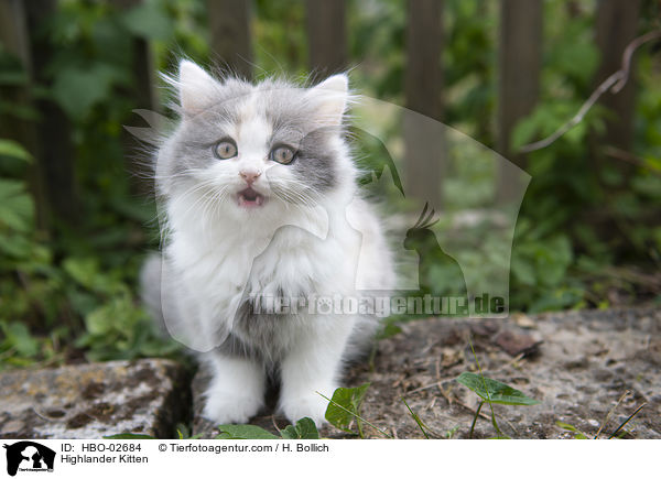 Highlander Ktzchen / Highlander Kitten / HBO-02684