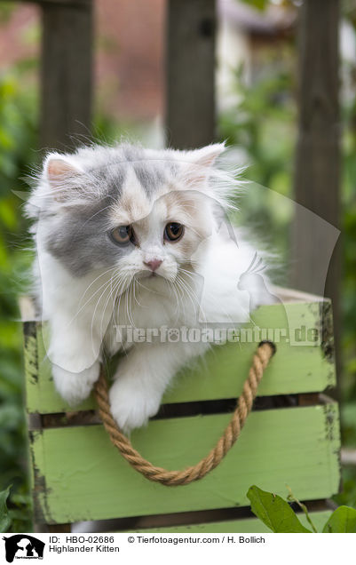 Highlander Ktzchen / Highlander Kitten / HBO-02686