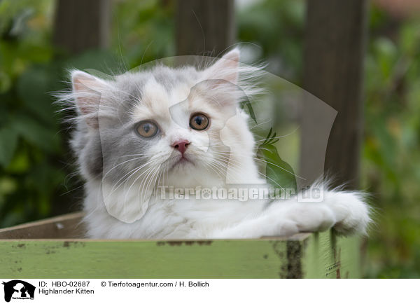 Highlander Kitten / HBO-02687
