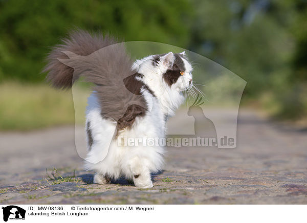 sitanding British Longhair / MW-08136