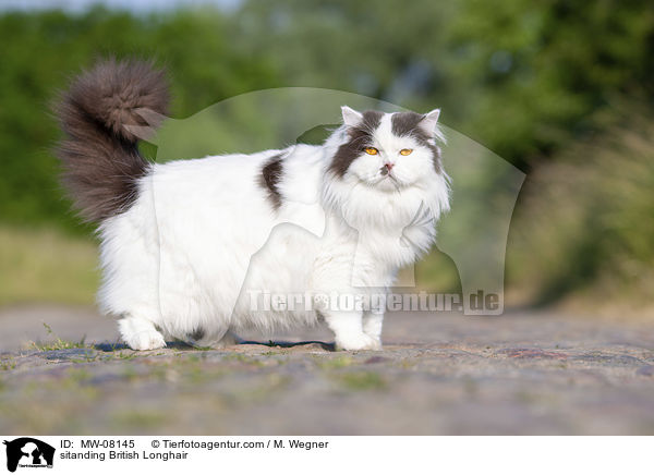 sitanding British Longhair / MW-08145