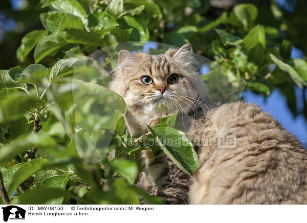 British Longhair on a tree / MW-08150
