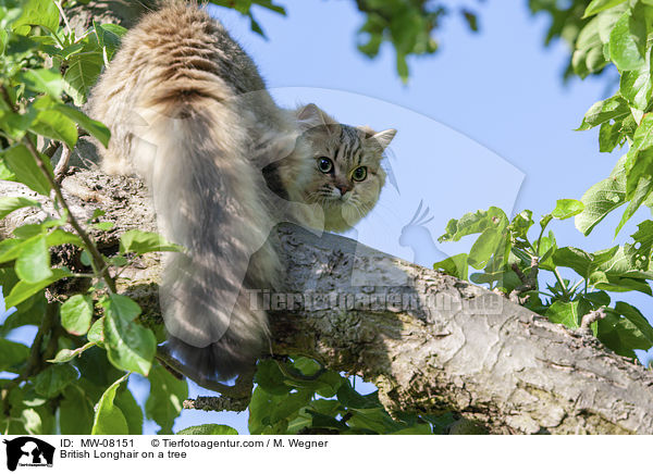 British Longhair on a tree / MW-08151