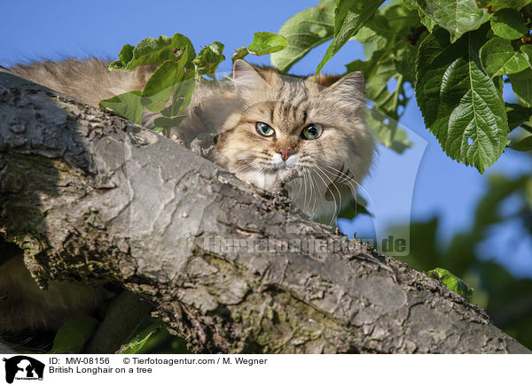 British Longhair on a tree / MW-08156