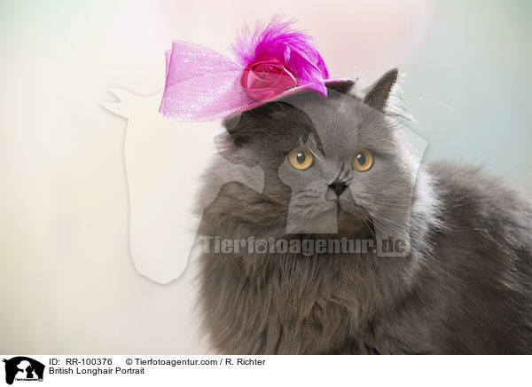 British Longhair Portrait / RR-100376