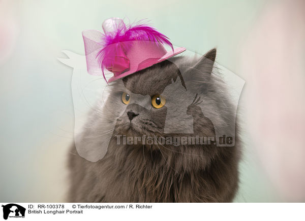 British Longhair Portrait / RR-100378