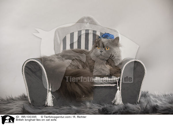 British longhair lies on cat sofa / RR-100395
