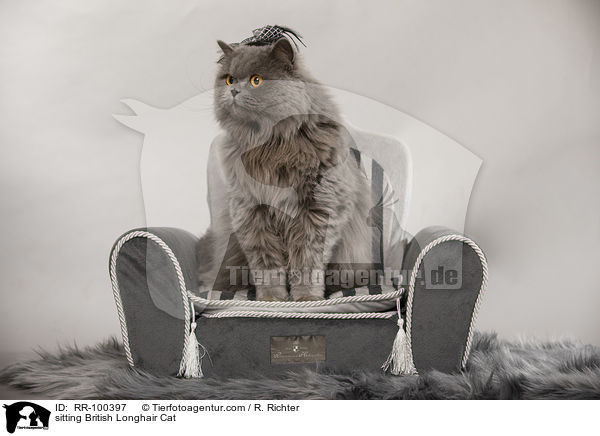 sitting British Longhair Cat / RR-100397