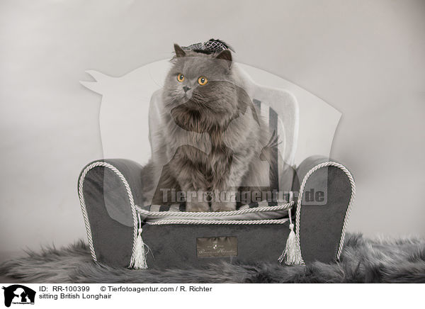 sitting British Longhair / RR-100399