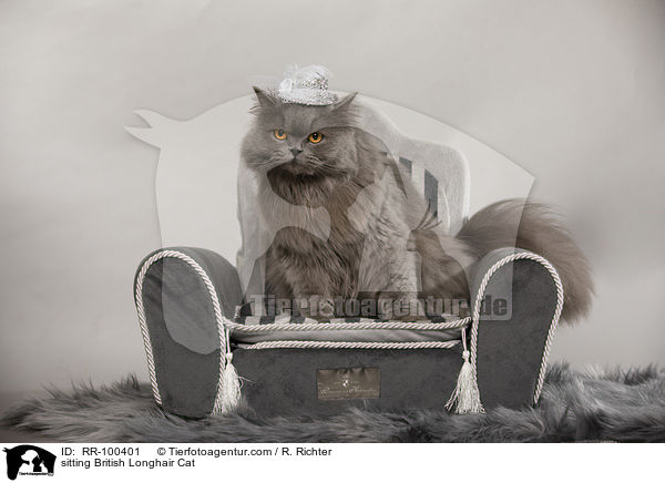sitting British Longhair Cat / RR-100401