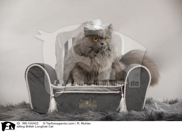 sitting British Longhair Cat / RR-100402