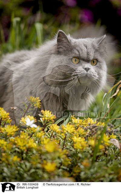 British Longhair / RR-100409