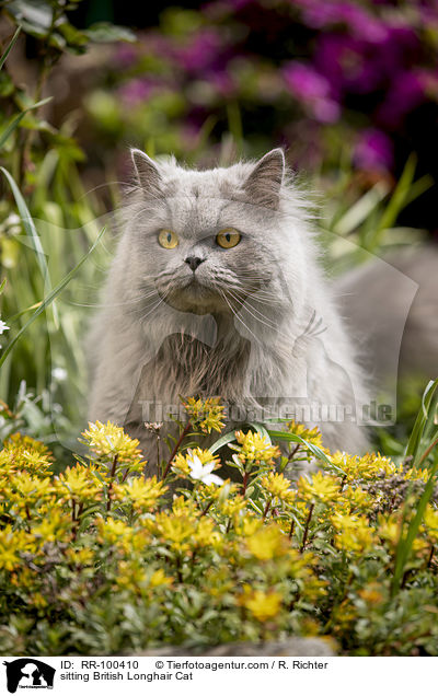 sitting British Longhair Cat / RR-100410