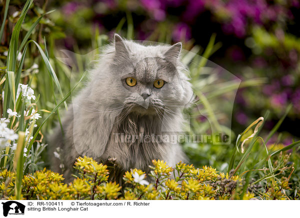 sitting British Longhair Cat / RR-100411
