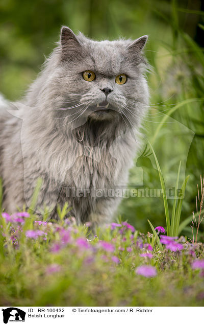British Longhair / RR-100432