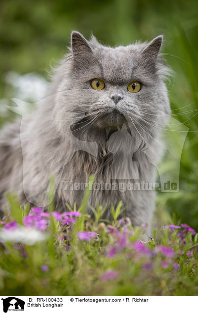 British Longhair / RR-100433