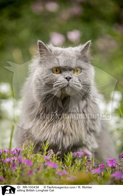 sitting British Longhair Cat / RR-100436