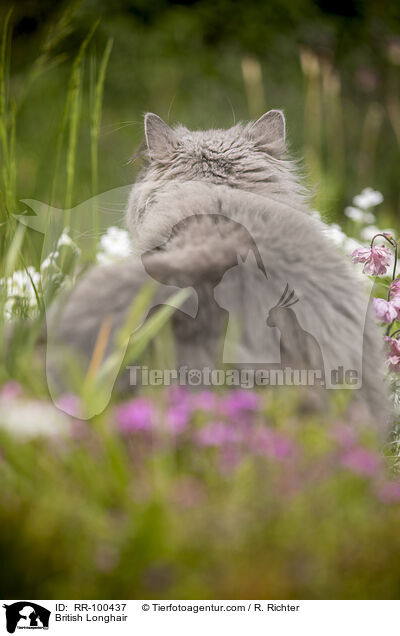 British Longhair / RR-100437