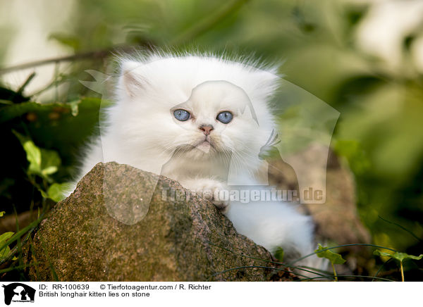 British longhair kitten lies on stone / RR-100639