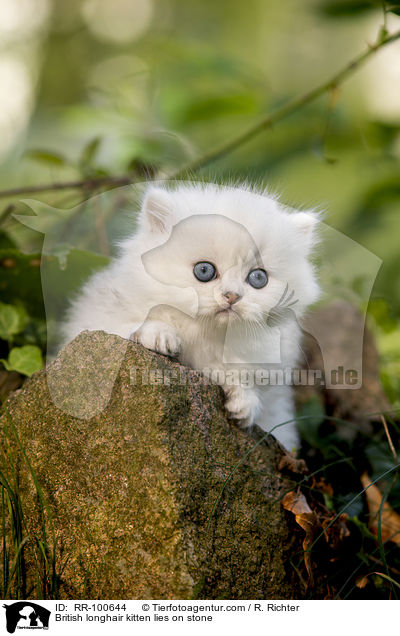 British longhair kitten lies on stone / RR-100644