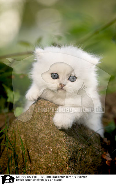 British longhair kitten lies on stone / RR-100645