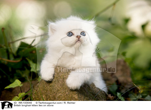 British longhair kitten lies on stone / RR-100646