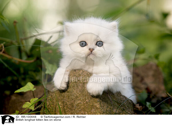 British longhair kitten lies on stone / RR-100648