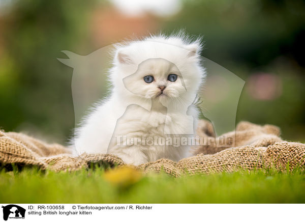 sitting British longhair kitten / RR-100658