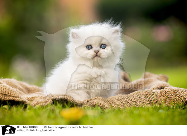 sitting British longhair kitten / RR-100660
