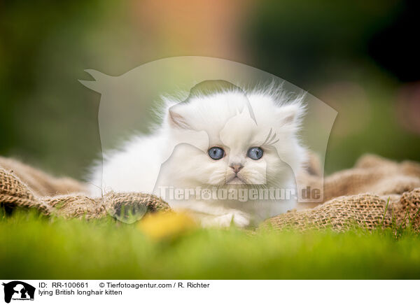 lying British longhair kitten / RR-100661
