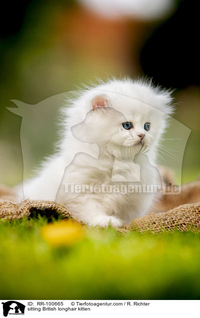 sitting British longhair kitten / RR-100665