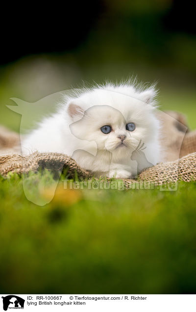 lying British longhair kitten / RR-100667